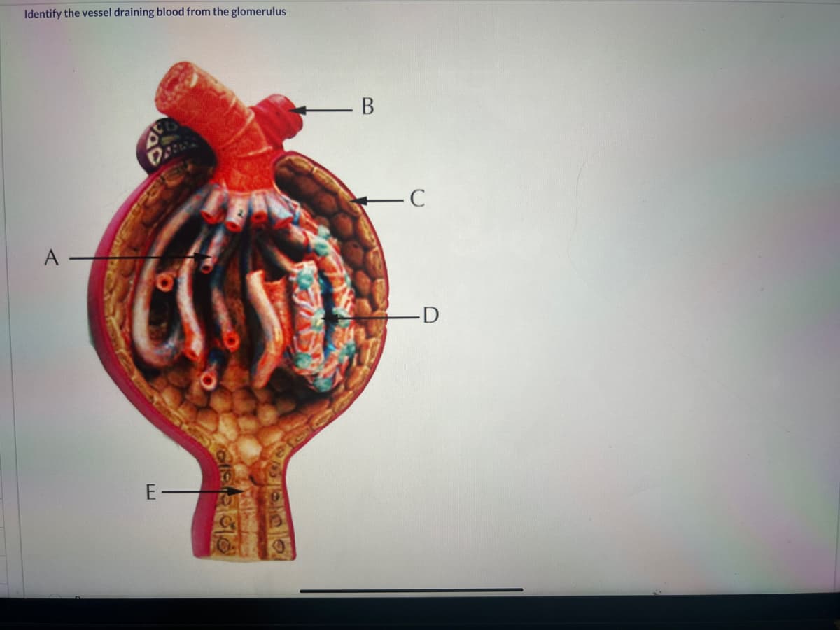 Identify the vessel draining blood from the glomerulus
A
E-
- B
-C
D