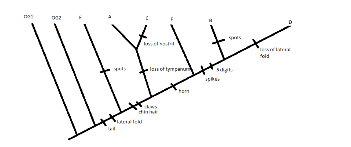 OG1
OG2
A
F
spots
loss of nostril
loss of lateral
fold
spots
loss of tympanum
5 digits
spikes
horn
claws
chin hair
lateral fold
tail
