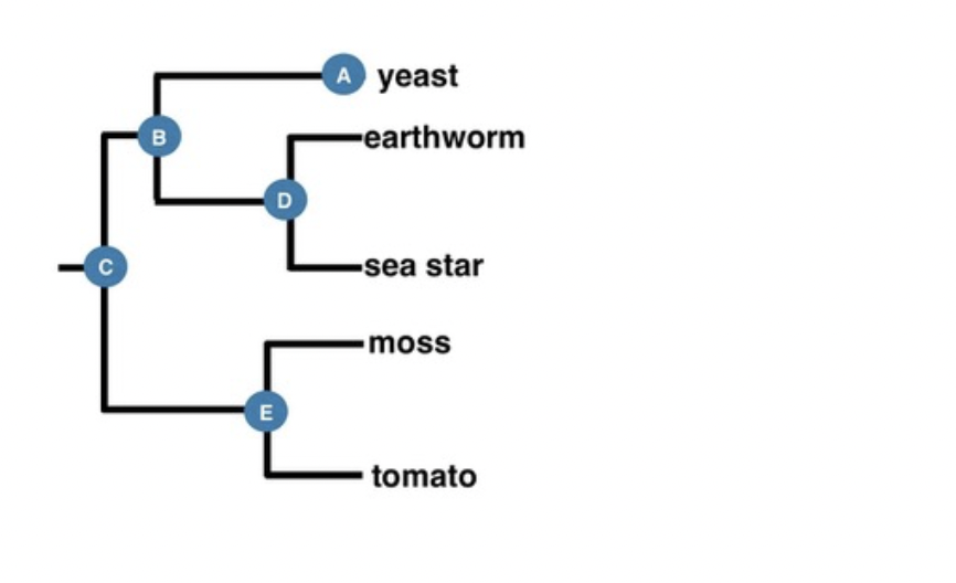 A yeast
B
-earthworm
D
-sea star
moss
E
tomato
