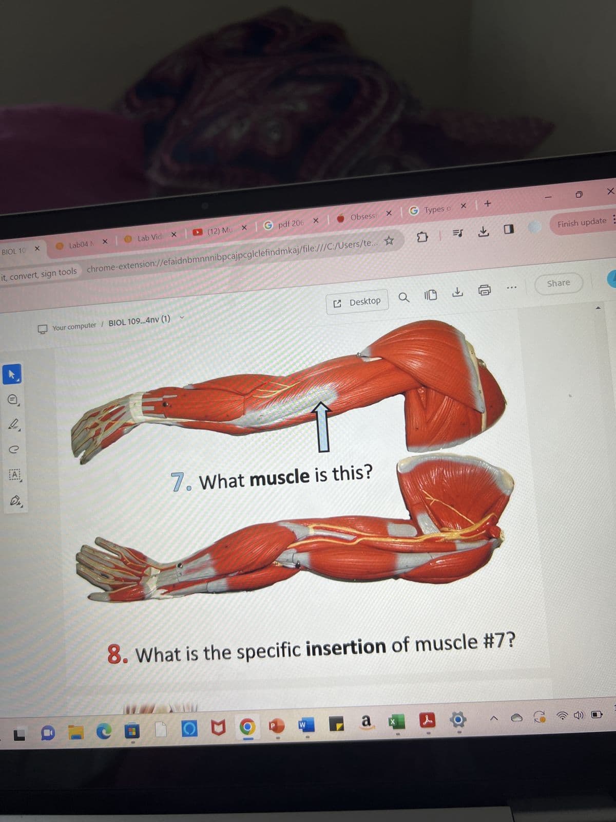 BIOL 10 X
0.
lit, convert, sign tools chrome-extension://efaidnbmnnnibpcajpcglclefind mkaj/file:///C:/Users/te...
e
A
ONA
Lab04 NX Lab Vido X
L
Your computer / BIOL 109... 4nv (1)
(12) Mu X | G pdf 206 X
V
LCD
Obsessi | G Types o x | +
□
7. What muscle is this?
CON
Desktop
W
8. What is the specific insertion of muscle #7?
на
= 0
O
X
110 1 6
^
-
S
X
Finish update:
Share