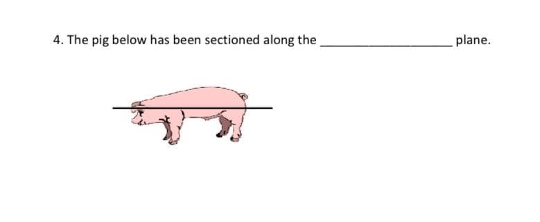 4. The pig below has been sectioned along the
plane.