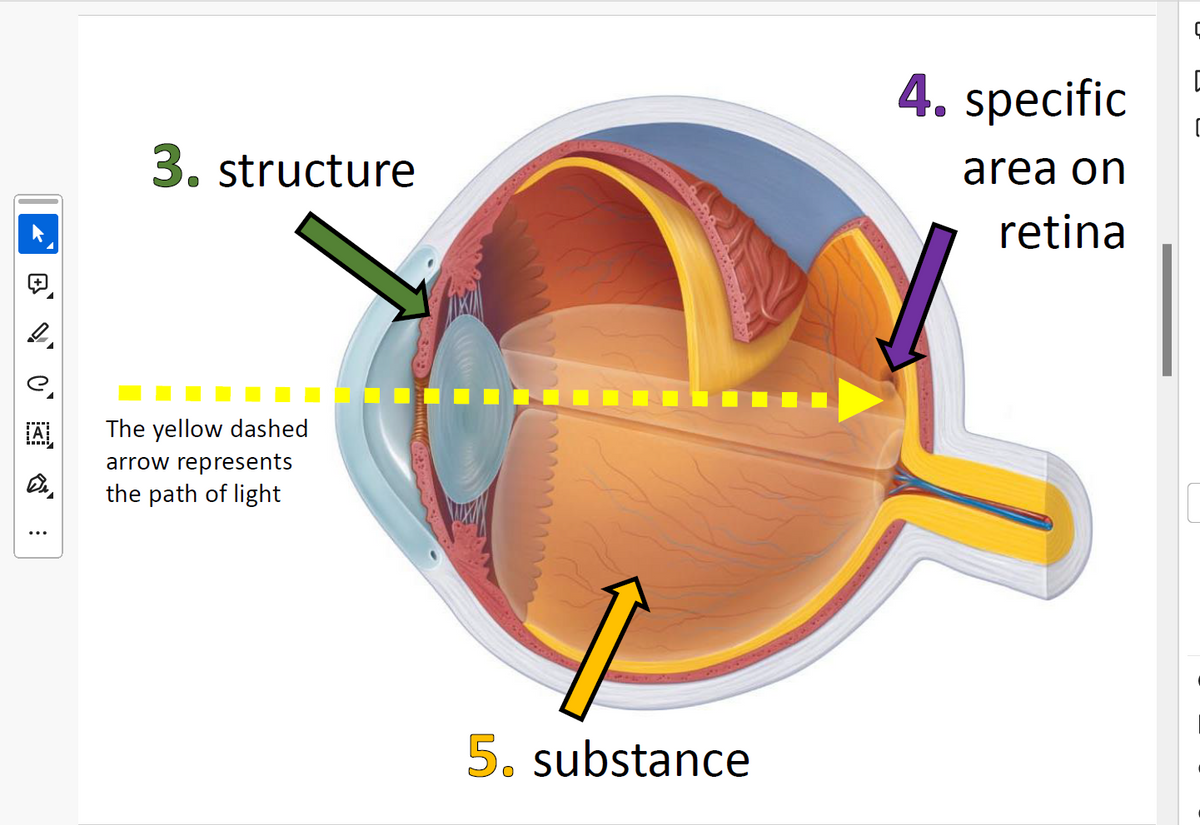 +
3. structure
4. specific
area on
retina
A
De
The yellow dashed
arrow represents
the path of light
5. substance
0