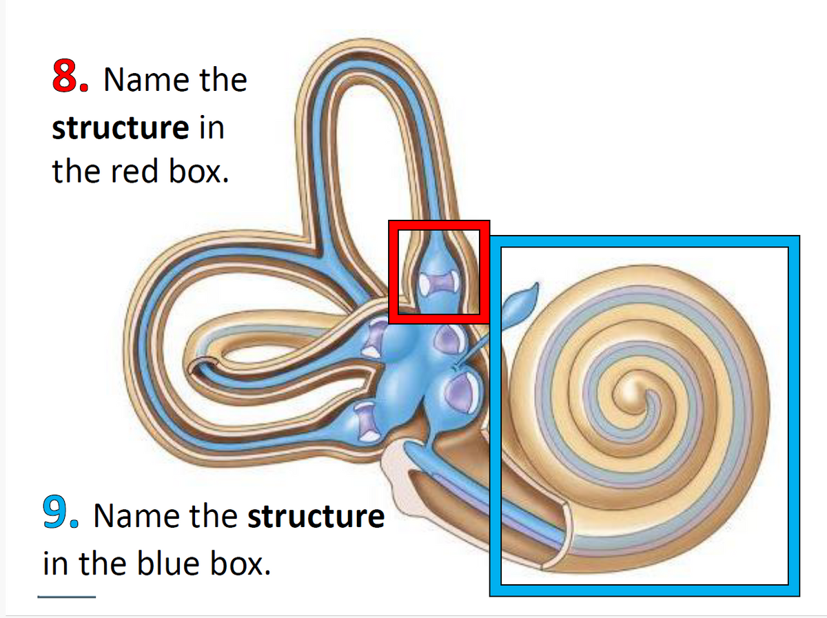 8. Name the
structure in
the red box.
9. Name the structure
in the blue box.