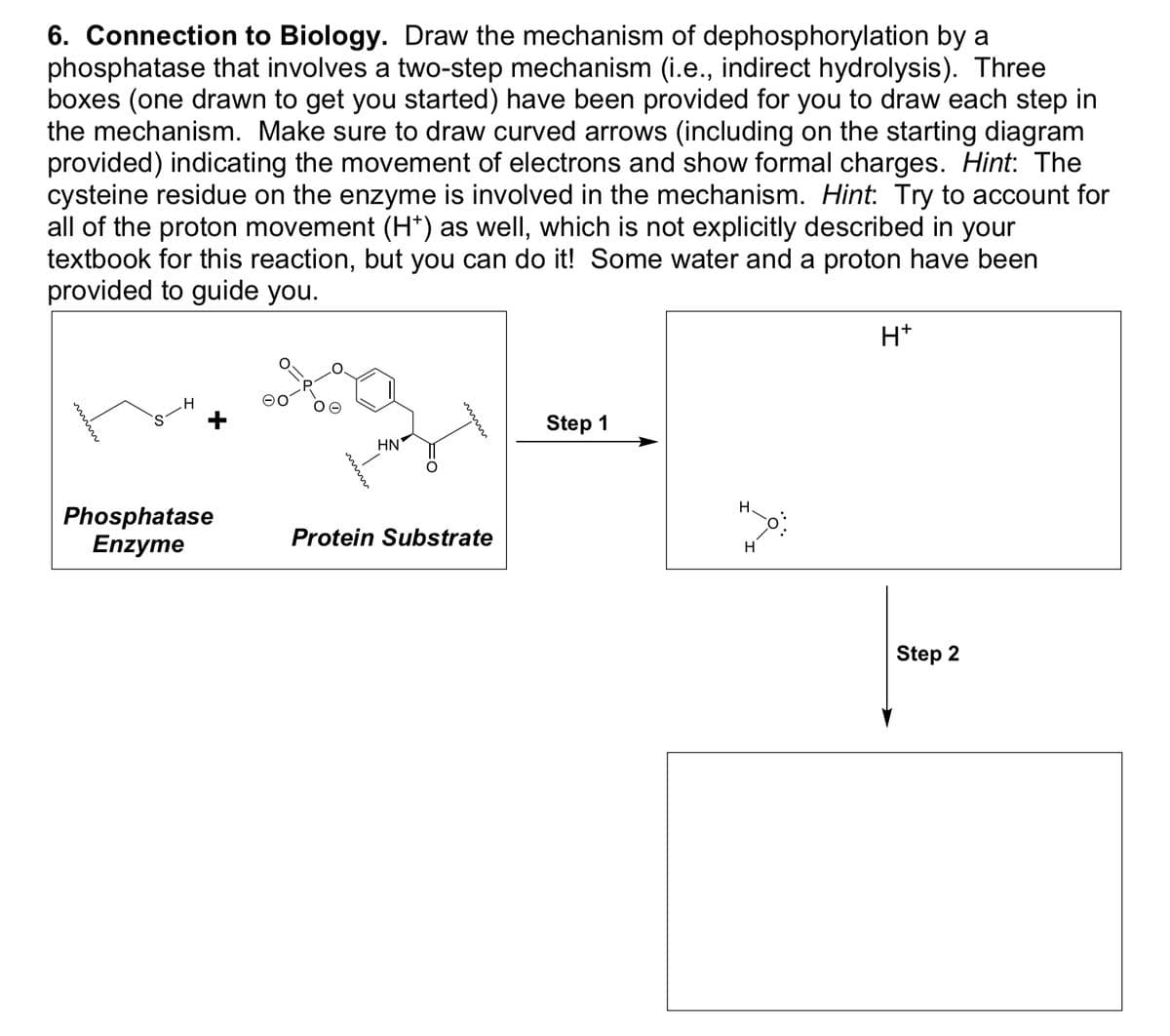 6. Connection to Biology. Draw the mechanism of dephosphorylation by a
phosphatase that involves a two-step mechanism (i.e., indirect hydrolysis). Three
boxes (one drawn to get you started) have been provided for you to draw each step in
the mechanism. Make sure to draw curved arrows (including on the starting diagram
provided) indicating the movement of electrons and show formal charges. Hint: The
cysteine residue on the enzyme is involved in the mechanism. Hint: Try to account for
all of the proton movement (H+) as well, which is not explicitly described in your
textbook for this reaction, but you can do it! Some water and a proton have been
provided to guide you.
H
Step 1
HN
Phosphatase
Enzyme
Protein Substrate
H.
H
H+
Step 2