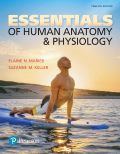 EBK ESSENTIALS OF HUMAN ANATOMY & PHYSI - 12th Edition - by KELLER - ISBN 8220103633604
