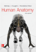 EBK HUMAN ANATOMY - 5th Edition - by McKinley - ISBN 8220103676236
