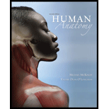 Human Anatomy - 2nd Edition - 2nd Edition - by McKinley, Michael, O'loughlin, Valerie Dean - ISBN 9780077361365