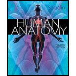 Human Anatomy - 4th Edition - by SALADIN,  Kenneth - ISBN 9780077508678
