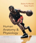 Human Anatomy & Physiology - 10th Edition - by Elaine N. Marieb, Katja N. Hoehn - ISBN 9780133995190