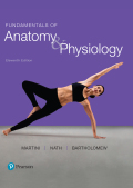 Fundamentals of Anatomy & Physiology (11th Edition)