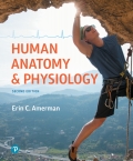 Human Anatomy & Physiology (2nd Edition) - 2nd Edition - by AMERMAN - ISBN 9780134788159