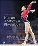 Human Anatomy & Physiology Plus Modified Mastering A&P with Pearson eText -- Access Card Package 11th edition - 11th Edition - by Marieb - ISBN 9780135175040