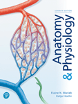 EBK ANATOMY+PHYSIOLOGY                  - 7th Edition - by Marieb - ISBN 9780135241646