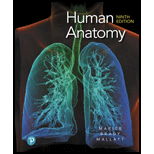 Pearson eText Human Anatomy -- Instant Access (Pearson+)
