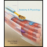 Anatomy & Physiology, 4th Edition - 4th Edition - by Elaine N. Marieb, Katja N. Hoehn - ISBN 9780321616401