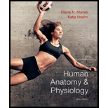 Human Anatomy & Physiology - 9th Edition - by Elaine N. Marieb, Katja Hoehn - ISBN 9780321743268