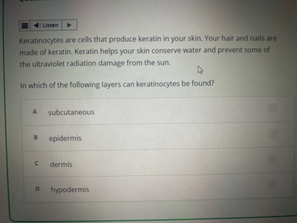 Keratinocytes are cells that produce keratin in your skin. Your hair and nails are
made of keratin. Keratin helps your skin conserve water and prevent some of
the ultraviolet radiation damage from the sun.
A
In which of the following layers can keratinocytes be found?
A
Listen
B
C
subcutaneous
epidermis
dermis
D hypodermis
