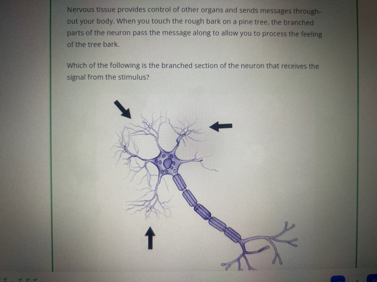 Nervous tissue provides control of other organs and sends messages through-
out your body. When you touch the rough bark on a pine tree, the branched
parts of the neuron pass the message along to allow you to process the feeling
of the tree bark.
Which of the following is the branched section of the neuron that receives the
signal from the stimulus?
↑
R