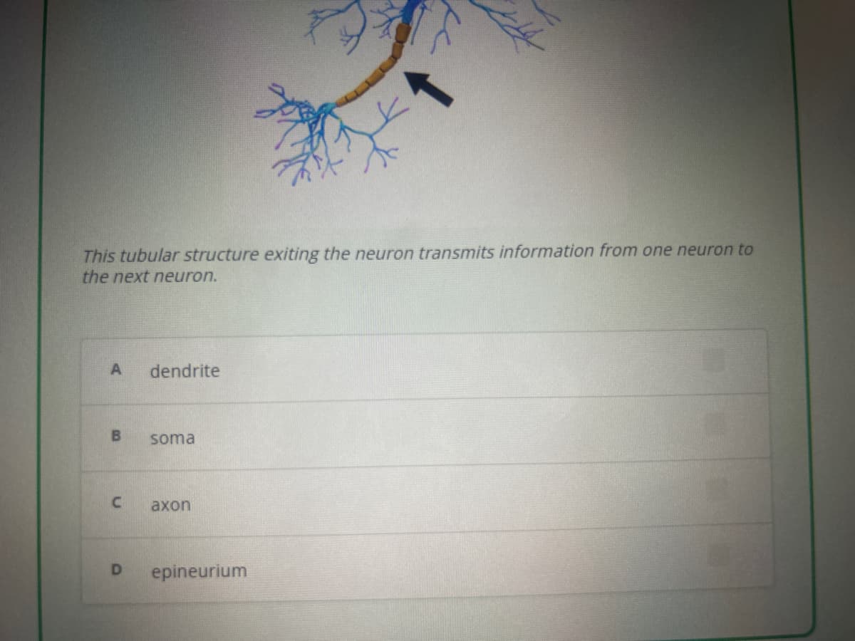 This tubular structure exiting the neuron transmits information from one neuron to
the next neuron.
A
B
C
D
dendrite
soma
axon
epineurium