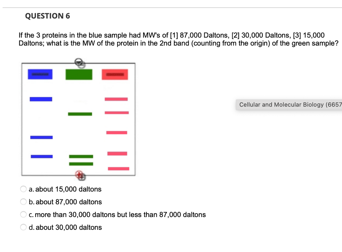 QUESTION 6
If the 3 proteins in the blue sample had MW's of [1] 87,000 Daltons, [2] 30,000 Daltons, [3] 15,000
Daltons; what is the MW of the protein in the 2nd band (counting from the origin) of the green sample?
O O O O
a. about 15,000 daltons
b. about 87,000 daltons
c. more than 30,000 daltons but less than 87,000 daltons
d. about 30,000 daltons
Cellular and Molecular Biology (6657