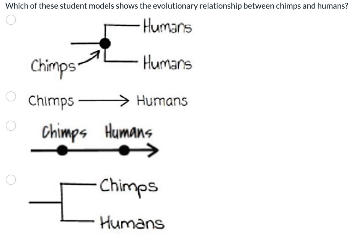 Which of these student models shows the evolutionary relationship between chimps and humans?
Humans
Chimps
Humans
Chimps
Humans
Chimps Humans
Chimps
Humans