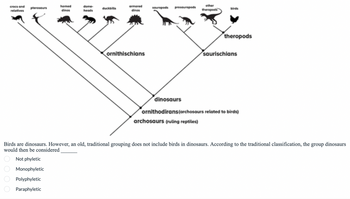 crocs and
relatives
homed
dome-
heads
duckbills
souropods prosauropods
other
theropods
ornithischians
dinosaurs
theropods
saurischians
ornithodirans (archosaurs related to birds)
archosaurs (ruling reptiles)
Birds are dinosaurs. However, an old, traditional grouping does not include birds in dinosaurs. According to the traditional classification, the
would then be considered
0000
Not phyletic
Monophyletic
Polyphyletic
Paraphyletic
group
dinosaurs