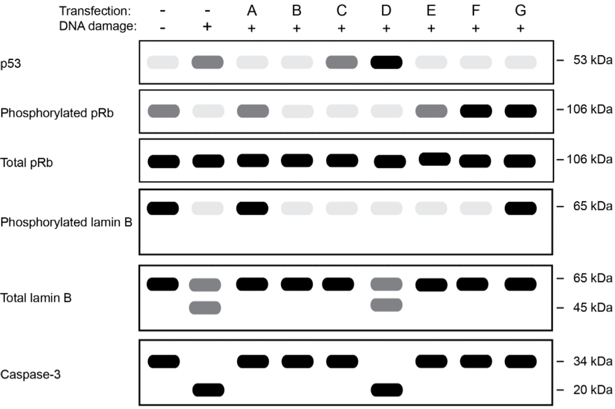 p53
Transfection:
DNA damage:
Phosphorylated pRb
Total pRb
Phosphorylated lamin B
Total lamin B
Caspase-3
A B C D E
+
+
+
+
+
8
+ TI
F G
+
53 kDa
- 106 kDa
- 106 kDa
65 kDa
65 kDa
45 kDa
34 kDa
20 kDa