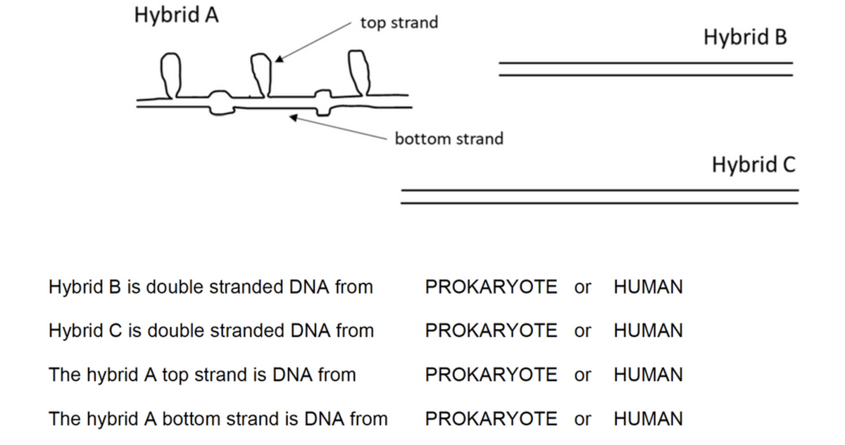 Hybrid A
top strand
Hybrid B
bottom strand
Hybrid C
Hybrid B is double stranded DNA from
PROKARYOTE or
HUMAN
Hybrid C is double stranded DNA from
PROKARYOTE or
HUMAN
The hybrid A top strand is DNA from
PROKARYOTE or
HUMAN
The hybrid A bottom strand is DNA from
PROKARYOTE or
HUMAN
