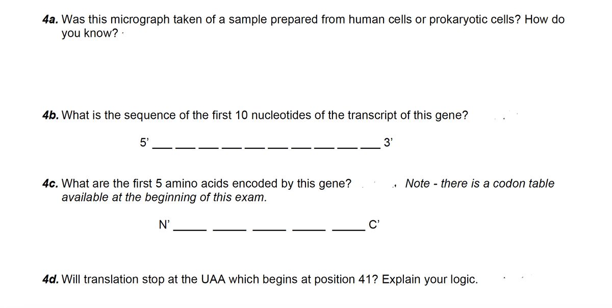 4a. Was this micrograph taken of a sample prepared from human cells or prokaryotic cells? How do
you know? ·
4b. What is the sequence of the first 10 nucleotides of the transcript of this gene?
5'
3'
4c. What are the first 5 amino acids encoded by this gene?
available at the beginning of this exam.
Note - there is a codon table
N'
C'
4d. Will translation stop at the UAA which begins at position 41? Explain your logic.
