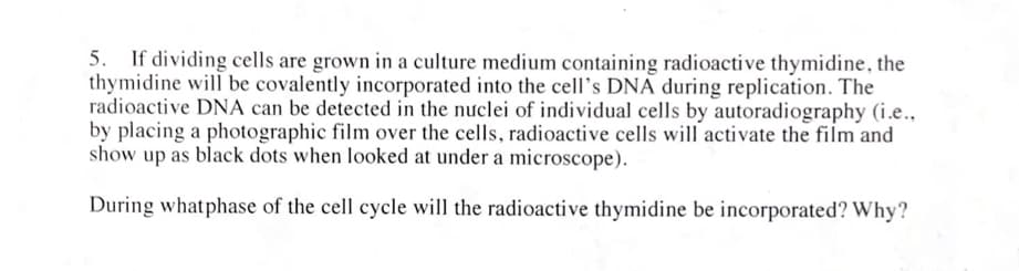 5. If dividing cells are grown in a culture medium containing radioactive thymidine, the
thymidine will be covalently incorporated into the cell's DNA during replication. The
radioactive DNA can be detected in the nuclei of individual cells by autoradiography (i.e..
by placing a photographic film over the cells, radioactive cells will activate the film and
show up as black dots when looked at under a microscope).
During whatphase of the cell cycle will the radioactive thymidine be incorporated? Why?