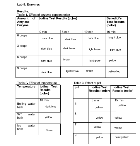 Lab 5: Enzymes
Results:
Table 1, Effect of enzyme concentration
Amount of lodine Test Results (color)
Amylase
Enzyme
0 drops
3 drops
6 drops
9 drops
Boiling water
bath
37° water
bath
Ice
bath
0 min
water
dark blue
Table 2. Effect of temperature
Temperature
dark blue
dark blue
dark blue
lodine Test
Results
(color)
10 min
dark blue
yellow
Brown
5 min
dark blue
dark brown
brown
light brown
5
6
7
10 min
9
dark blue
Table 3. Effect of pH
pH
light brown
light green
green
5 min
yellow
yellow
yellow
Benedict's
Test Results
(color)
lodine Test
Results (color)
yellow
10 min
bright blue
light blue
yellow
yellow/red
lodine Test
Results (color)
15 min
yellow
yellow
yellow
faint yellow