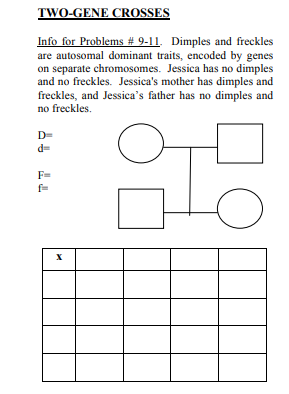TWO-GENE CROSSES
Info for Problems # 9-11. Dimples and freckles
are autosomal dominant traits, encoded by genes
on separate chromosomes. Jessica has no dimples
and no freckles. Jessica's mother has dimples and
freckles, and Jessica's father has no dimples and
no freckles.
D=
F=
fm
X
O