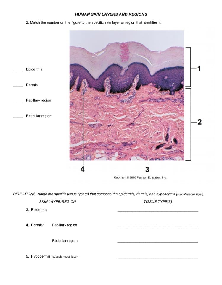 Match the number on the figure to the specific skin layer or region that identifies it.
