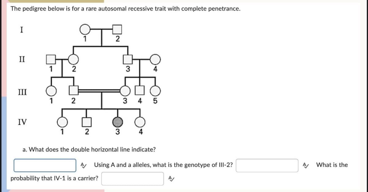 The pedigree below is for a rare autosomal recessive trait with complete penetrance.
I
II
III
IV
1
1
2
2
IT?
1
2
2
3
3
probability that IV-1 is a carrier?
3
4
10
a. What does the double horizontal line indicate?
A Using A and a alleles, what is the genotype of III-2?
A/
What is the