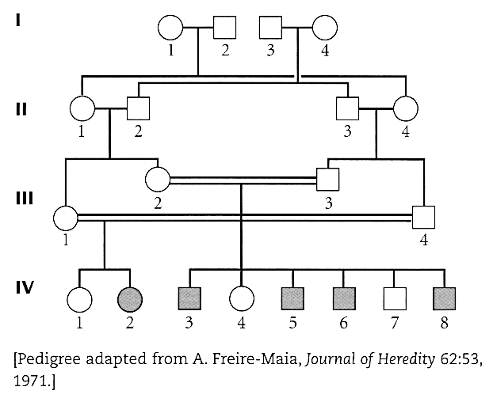 II
E
IV
2
2
2
3
3
3
4
1 2
3 4 5 6 7 8
[Pedigree adapted from A. Freire-Maia, Journal of Heredity 62:53,
1971.]