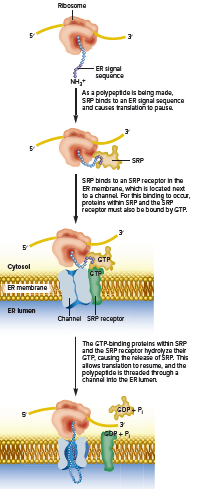 Ribosome
ER signal
sequance
As a polypaptde is belng made,
SP binds to an ER signal sequence
and causes tandationto pauisa
SRP
SP binds to an SRP receptor in the
ER membrane, which is located next
to a channel For his binding to ocour,
proteins within SRP and the SRP
receptor must also be bound by CTP.
Cytosol
ER membrane
ER lumon
Channel SRP receptor
The GTRbinding proteins within SRP
and the SRP recoptor hydrolyze their
CTP, Cusing he releaie of SRP. This
alows translation toresume, and the
polypeptde is threaded trough a
channa into the ER umen
COPP
