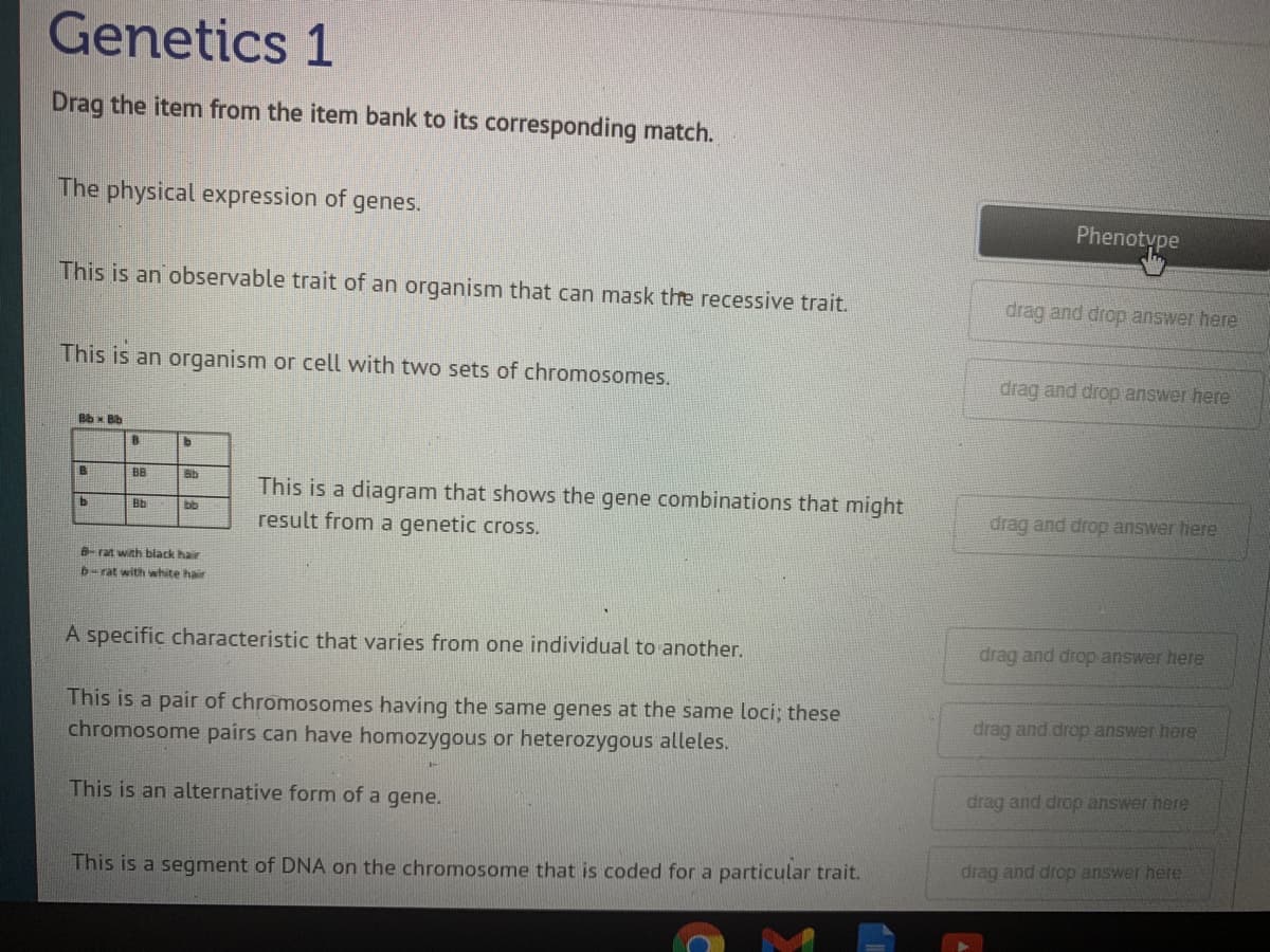 Genetics 1
Drag the item from the item bank to its corresponding match.
The physical expression of
genes.
Phenotype
This is an observable trait of an organism that can mask the recessive trait.
drag and drop answer here
This is an organism or cell with two sets of chromosomes.
drag and drop answer here
Bb x Bb
BB
Bb
This is a diagram that shows the gene combinations that might
result from a genetic cross.
drag and drop answer here
b.
Bb
bb
B-rat with black hair
6-rat with white hair
A specific characteristic that varies from one individual to another.
drag and drop answer here
This is a pair of chromosomes having the same genes at the same loci; these
chromosome pairs can have homozygous or heterozygous alleles.
drag and drop answer here
This is an alternative form of a gene.
drag and drop answer here
drag and drop answer here
This is a segment of DNA on the chromosome that is coded for a particular trait.
