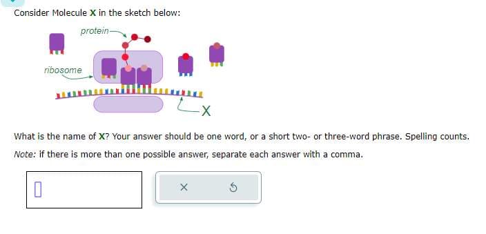 Consider Molecule X in the sketch below:
protein-
ribosome
X
What is the name of X? Your answer should be one word, or a short two- or three-word phrase. Spelling counts.
Note: if there is more than one possible answer, separate each answer with a comma.
0