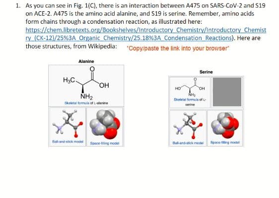 1. As you can see in Fig. 1(C), there is an interaction between A475 on SARS-CoV-2 and $19
on ACE-2. A475 is the amino acid alanine, and S19 is serine. Remember, amino acids
form chains through a condensation reaction, as illustrated here:
https://chem.libretexts.org/Bookshelves/Introductory Chemistry/Introductory Chemist
ry (CK-12)/25%3A Organic Chemistry/25.18%3A Condensation Reactions). Here are
those structures, from Wikipedia: "Copy/paste the link into your browser"
Alanine
Serine
H3C.
HO.
HO
OH
NH2
Skeletal formuls of L-
Skeletal lormula of L-alarine
serine
Ball-and-stick model
Bal-and-stick model
Space-filing model
Space-fiing model
