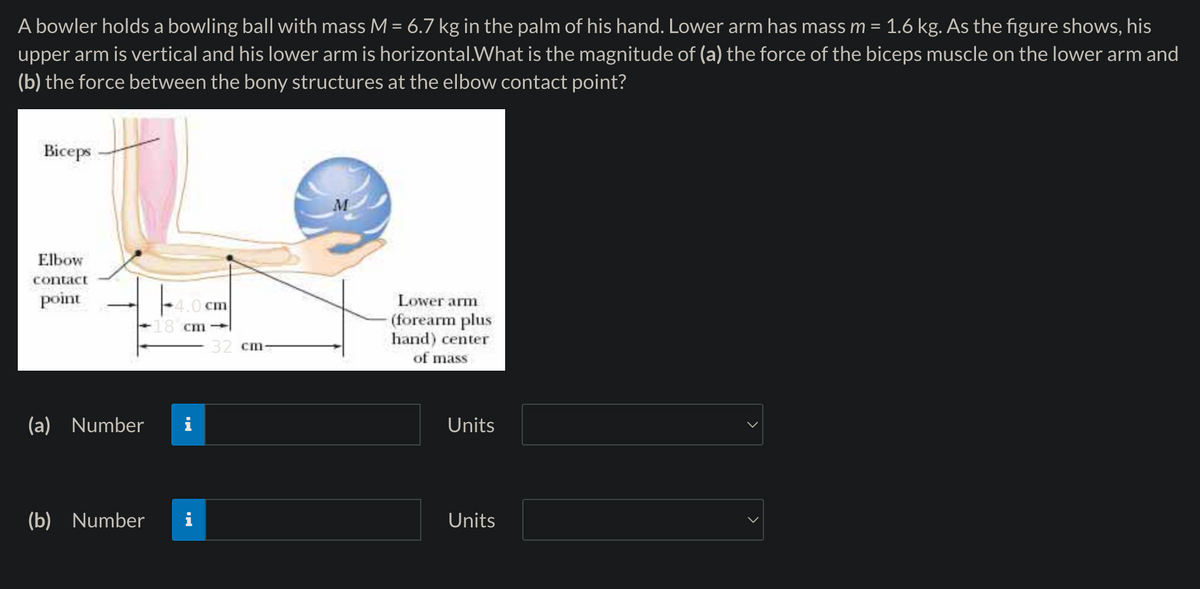 A bowler holds a bowling ball with mass M = 6.7 kg in the palm of his hand. Lower arm has mass m = 1.6 kg. As the figure shows, his
upper arm is vertical and his lower arm is horizontal.What is the magnitude of (a) the force of the biceps muscle on the lower arm and
(b) the force between the bony structures at the elbow contact point?
Biceps
Elbow
contact
point
4.0 cm
18 cm-
(a) Number
(b) Number
32 cm-
Lower arm
(forearm plus
hand) center
of mass
Units
Units
