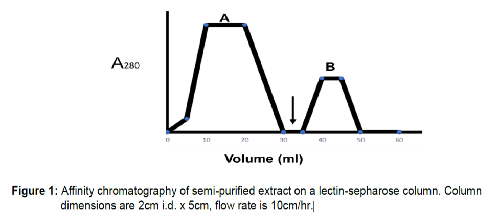 A280
- па
10
20
30
Volume (ml)
B
40
50
Figure 1: Affinity chromatography of semi-purified extract on a lectin-sepharose column. Column
dimensions are 2cm i.d. x 5cm, flow rate is 10cm/hr.|