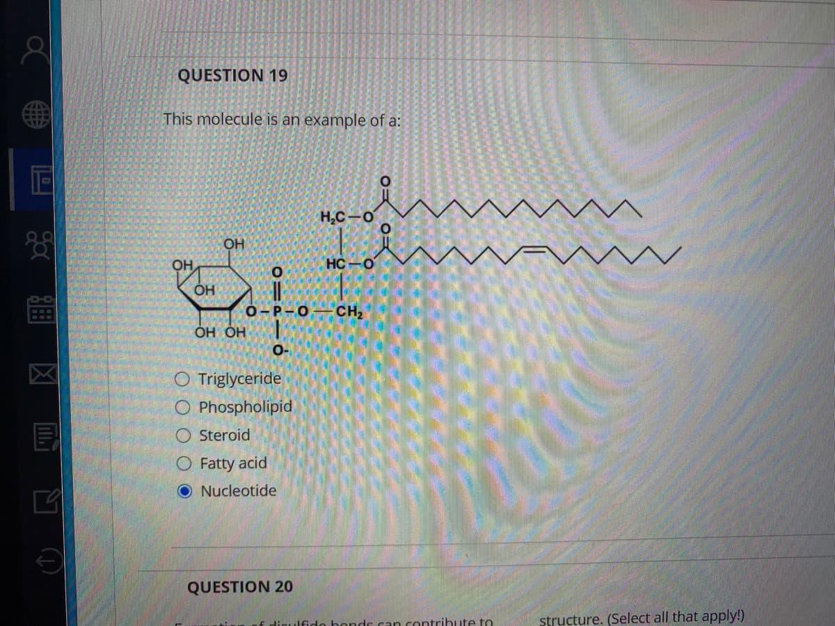 QUESTION 19
This molecule is an example of a:
H,C-0
HC-O
OH
о-Р-О
CH2
но но
O-
O Triglyceride
O Phospholipid
O Steroid
O Fatty acid
ONucleotide
QUESTION 20
f digulfido hondr can contrihute to
structure. (Select all that apply!)
