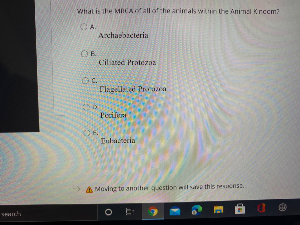 What is the MRCA of all of the animals within the Animal Kindom?
O A.
Archaebacteria
O B.
Ciliated Protozoa
O C.
Flagellated Protozoa
O D.
Porifera
O E.
Eubacteria
A Moving to another question will save this response.
(田
search
