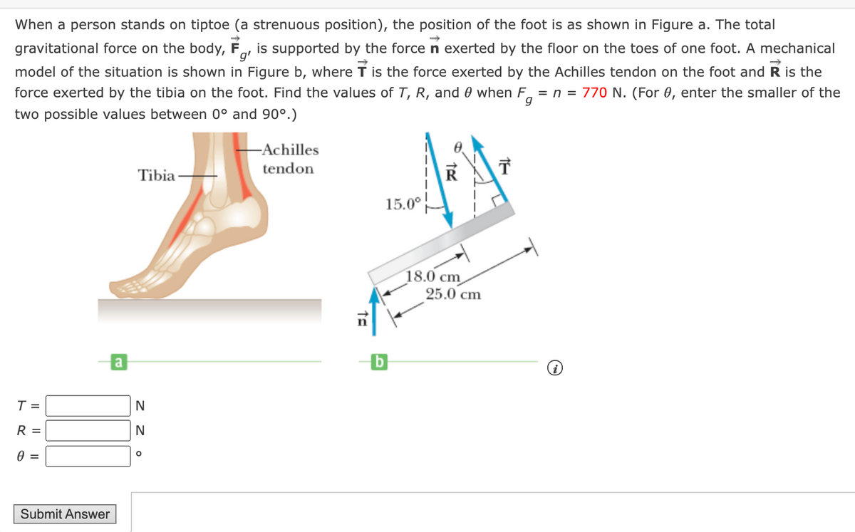 When a person stands on tiptoe (a strenuous position), the position of the foot is as shown in Figure a. The total
is supported by the force n exerted by the floor on the toes of one foot. A mechanical
gravitational force on the body, F
model of the situation is shown in Figure b, where T is the force exerted by the Achilles tendon on the foot and R is the
force exerted by the tibia on the foot. Find the values of T, R, and 0 when F, = n = 770 N. (For 0, enter the smaller of the
g'
two possible values between 0° and 90°.)
-Achilles
tendon
Tibia
15.0°
18.0 cm
25.0 cm
a
T =
R =
N
=
Submit Answer
