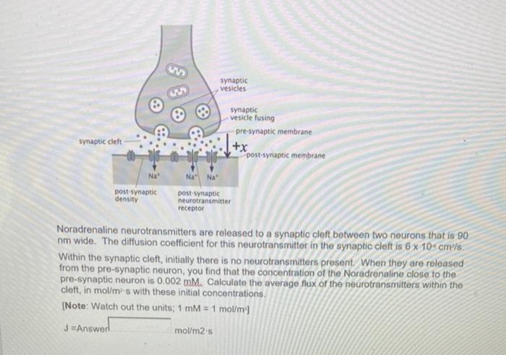 synaptic cleft
Na
J=Answer
post-synaptic
density
Na Na
synaptic
vesicles
synaptic
vesicle fusing
pre-synaptic membrane
post-synaptic
neurotransmitter
receptor
mol/m2 s
+x
Noradrenaline neurotransmitters are released to a synaptic cleft between two neurons that is 90
nm wide. The diffusion coefficient for this neurotransmitter in the synaptic cleft is 6 x 10 cm³/s.
Within the synaptic cleft, initially there is no neurotransmitters present. When they are released
from the pre-synaptic neuron, you find that the concentration of the Noradrenaline close to the
pre-synaptic neuron is 0.002 mM. Calculate the average flux of the neurotransmitters within the
cleft, in mol/m-s with these initial concentrations.
[Note: Watch out the units; 1 mM = 1 mol/m²]
post-synaptic membrane