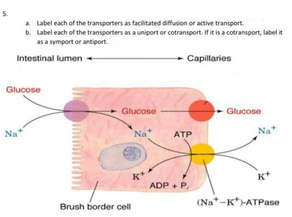 5.
a. Label each of the transporters as facilitated diffusion or active transport.
b. Label each of the transporters as a uniport or cotransport. If it is a cotransport, label it
as a symport or antiport.
Intestinal lumen
Capillaries
Glucose
Glucose
Glucose
Na+
Na
ATP
Na*
K+
ADP + P,
K+
Brush border cell
(Na+-K*)-ATPase
