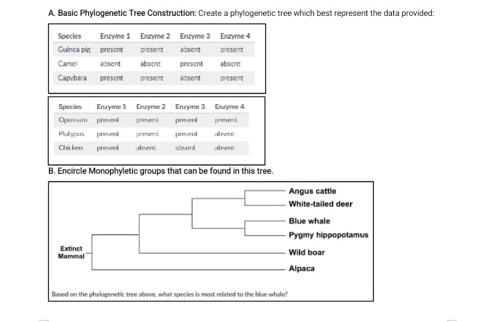 A. Basic Phylogenetic Tree Construction: Create a phylogenetic tree which best represent the data provided:
Species
Enzyme 1 Enzyme 2 Enzyme 3 Enzyme 4
Guinca pir present
present
albsent
present
Camel
alosent
absent
present
absent
Capvbara prescnt
present
absent
present
Species
Enzyme 1 Enzyme 2 Enzyne 3 Enzyme 4
Opusurn present
presenl
pnesent
present
Plalypus
ppresent
present
pnesent
alsennt
Chit ken
prment
atrent
ataent
atrsent
B. Encircle Monophyletic groups that can be found in this tree.
Angus cattle
White-tailed deer
Blue whale
Pygmy hippopotamus
Extinct
Wild boar
Mammal
Alpaca
Based on the phylogenetic tree above, what species is most related to the blue whale?
