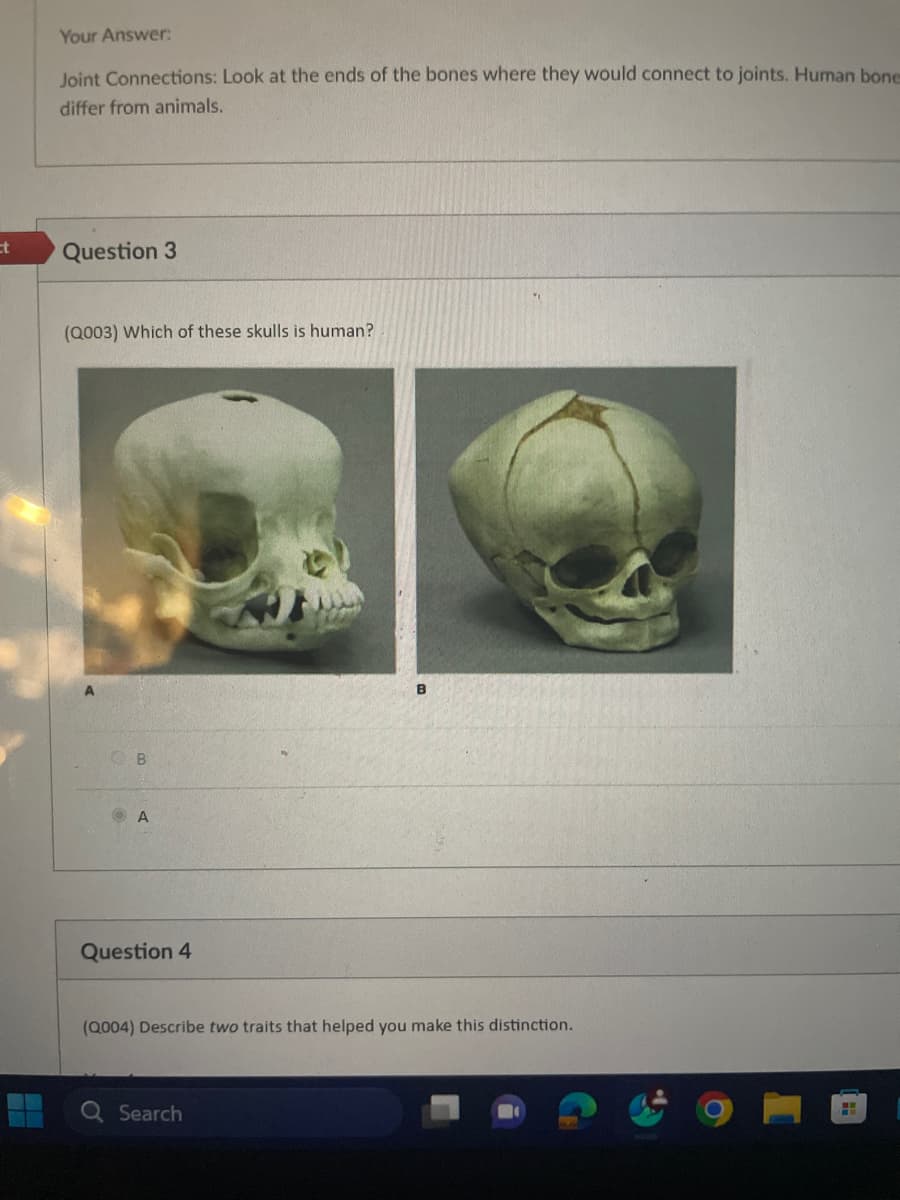 ct
Your Answer:
Joint Connections: Look at the ends of the bones where they would connect to joints. Human bone
differ from animals.
Question 3
(Q003) Which of these skulls is human?
B
A
Question 4
B
(Q004) Describe two traits that helped you make this distinction.
Q Search
L