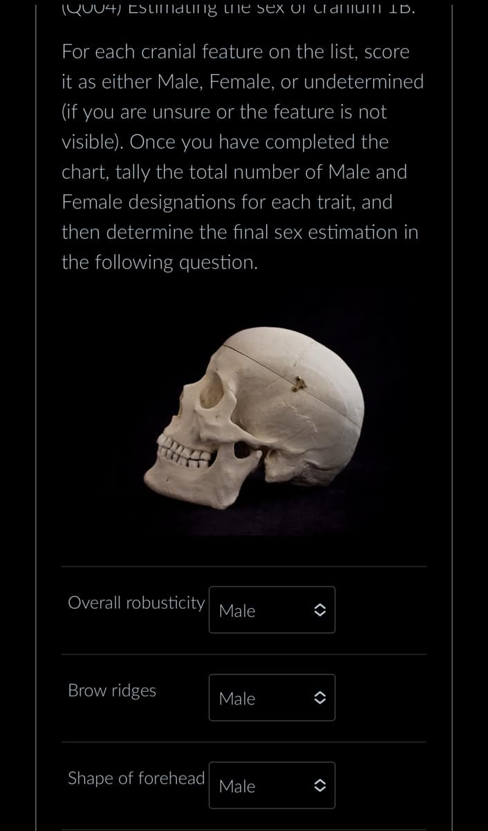 (QUU4) ESumating the sex of CrANIUM IB.
For each cranial feature on the list, score
it as either Male, Female, or undetermined
(if you are unsure or the feature is not
visible). Once you have completed the
chart, tally the total number of Male and
Female designations for each trait, and
then determine the final sex estimation in
the following question.
Overall robusticity
Male
Brow ridges
Male
Shape of forehead
Male
<>
<>