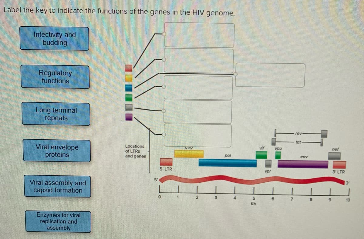 Label the key to indicate the functions of the genes in the HIV genome.
Infectivity and
budding
Regulatory
functions
Long terminal
repeats
rev
tat
Viral envelope
proteins
Locations
of LTRS
yug
vif
vpu
nef
and genes
pol
env
5' LTR
vpr
3' LTR
5'
Viral assembly and
capsid formation
1 2
4.
5
6
8 9
10
Kb
Enzymes for viral
replication and
assembly
....I

